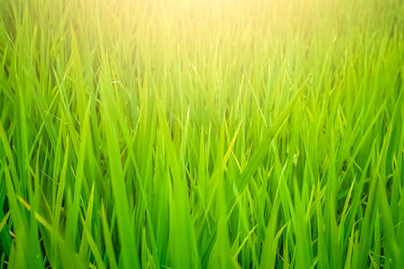 Green grass background overlay photographed in the garden in the early morning in Sumatra, Indonesia