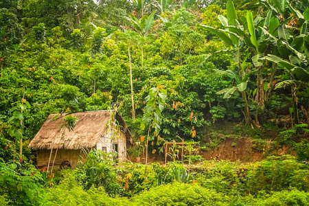 Small wooden bamboo hut in the jungle on the Indonesian island of Flores Nusa Teggaraの写真素材