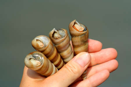 Woman holding four mini crabs in their shells, Thailandの写真素材