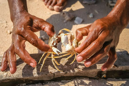 Indonesian boy showing crabs that he has just caught, Flores, Indonesiaの写真素材