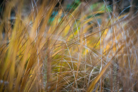 Backdrop closeup details of spring yellow grass in the parkの写真素材