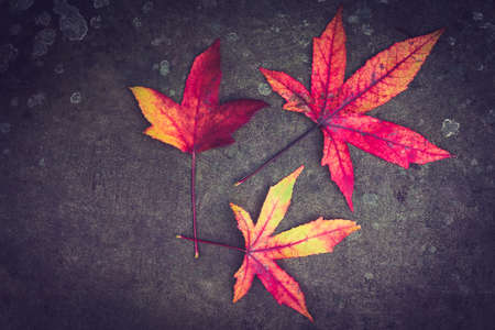 Red and purple leaves fallen from a tree to the ground in late autumnの写真素材