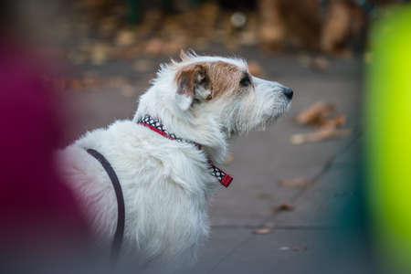 Small white dog waiting for his master outside restaurantの写真素材