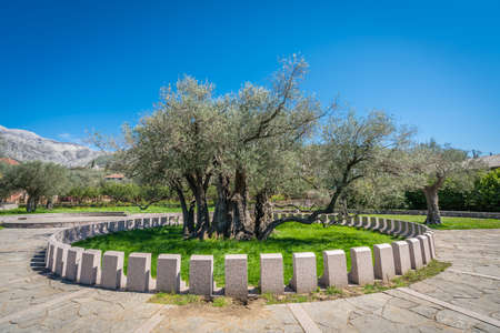 The oldest olive tree in the Old Bar and also Europe, more than 2000 years old, Montenegroの写真素材