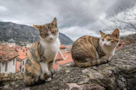 Cute cats sitting on a stone stairs wall in the Kotor town in Montenegroの写真素材