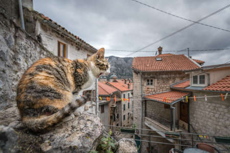 Screeching cat sitting on a boulder in the Kotor town, Montenegroの写真素材