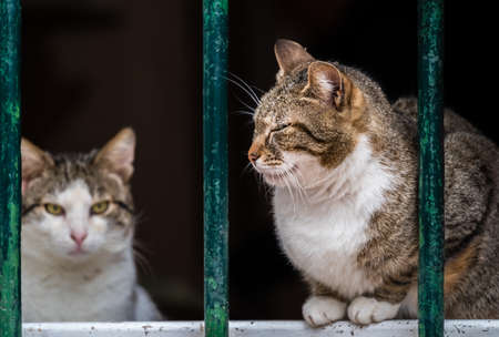 Cute cats sitting on window pane in the Kotor townの写真素材