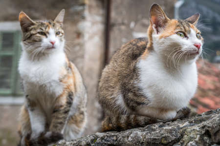 Cute cats sitting on a stone stairs wall in the Kotor town in Montenegroの写真素材
