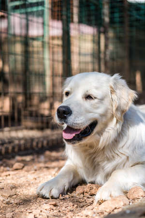 White dog sitting on a ground in front of cage with ducks on a farmの写真素材