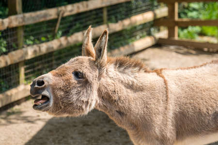 Furry donkey shouting loudly on a meadow on a farm in England countrysideの写真素材