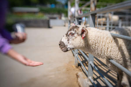 Little cute caucasian girl feeding sheep in on the farm in Kent, Englandの写真素材