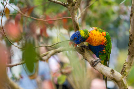 Colourful parrot Rainbow called Lorikeet, sitting on the branch of a tree in a zoo