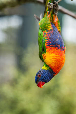 Colourful parrot Rainbow called Lorikeet, hanging head down from branch of a tree in a zooの写真素材