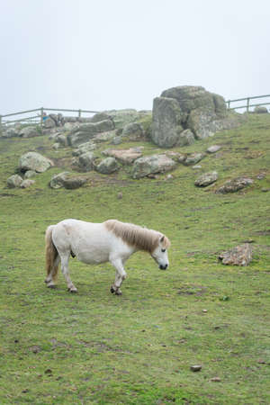 White horse grazing on a farm in spring in Cornwall, England, Ukの写真素材