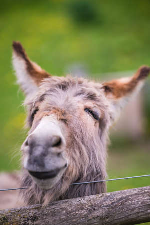 Closeup of a face of a furry donkey on a meadow on a farm in England countryside