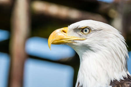 Portrait of the majestic American bald eagle bird of preyの写真素材
