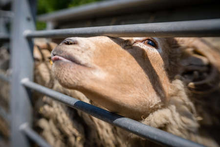 Sheep trying to squeeze her head through the metal gates on a farm in Kent, UKの写真素材