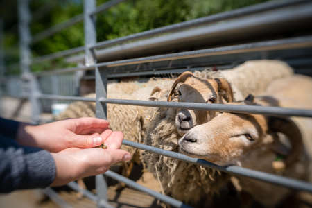 Woman feeding sheeps  on the farm in Kent, Englandの写真素材
