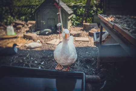 Small duck wading inside her enclosure on a farm in Englandの写真素材