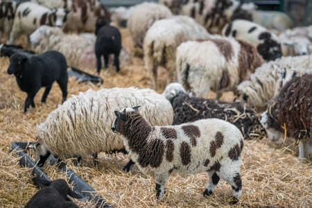 Crowd of sheeps standing inside barn on a farm in Kent, UKの写真素材