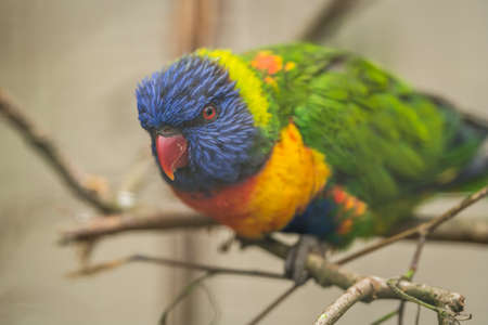 Lorikeet - a cute Colourful Parrot Rainbow sitting in a cage in zooの写真素材