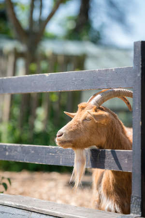 Close up of goat head sticking its head through the wooden fence on the farm in England