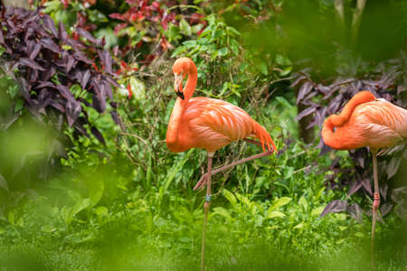 Beautiful pink Caribbean flamingos wading in a grass in a zooの写真素材