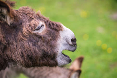Furry donkey shouting loudly on a meadow on a farm in England countrysideの写真素材