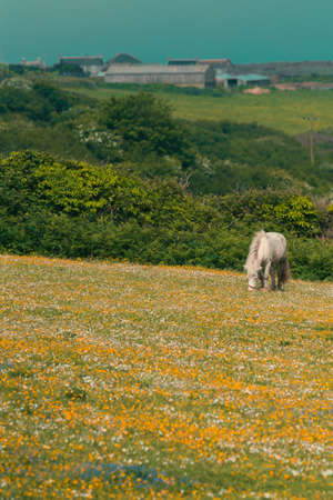 White horse grazing on a meadow in spring in Cornwall, England, Ukの写真素材