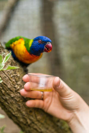 Woman feeding sweet nectar to Colourful parrot Rainbow called Lorikeet, sitting on the branch of a tree in a zooの写真素材