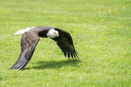 The majestic wingspan of a bald eagle flying low over the ground looking for prey