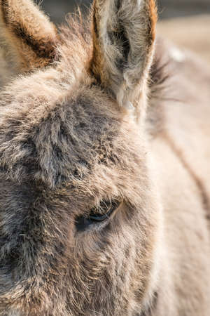 Close up of a furry donkey  on a farm in England countryside