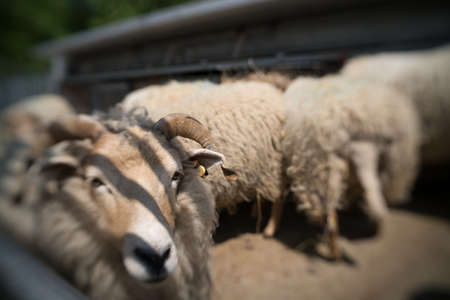 Sheeps standing inside barn on a farm in Kent, UK