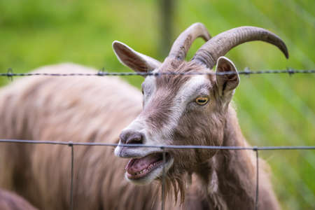 Close up of goat behind a fence on the farm in Englandの写真素材
