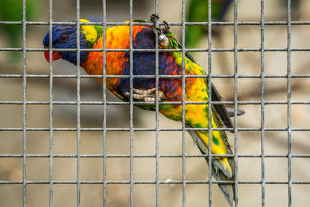 Colourful parrot Rainbow called Lorikeet, climbing up in a cage in a zooの写真素材