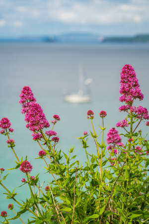 Pink flowers in front of defocused bay and beach in St. Ives, Cornwall, England, UK, Europeの写真素材