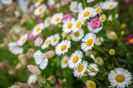 White and yellow daisies on a meadow in summer, Cornwall, England, UKの写真素材