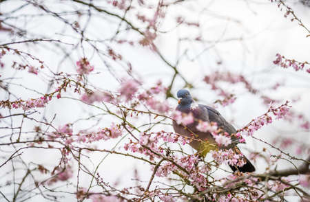 Pigeon sitting on a branch of a tree on a bright spring dayの写真素材
