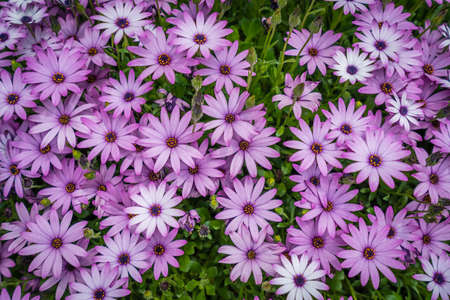 Beautiful violet daisy flowers on a green meadow in summer