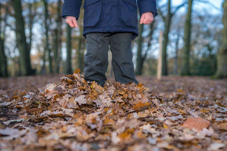 Boy standing deep in the fallen leaves in autumn in a forestの写真素材