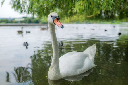 White swan swimming in the lake in summerの写真素材
