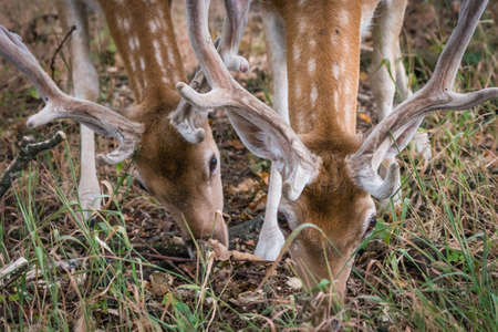 Two hungry spotted deers grazing in a forest in summerの写真素材