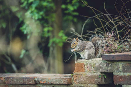 Close up of a grey squirrel sitting on a brickwall in a park and eating a nutの写真素材