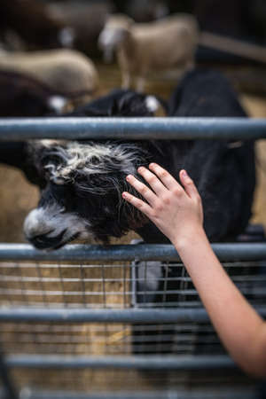 Child hand stroking the black and white goat head on the farm in Englandの写真素材
