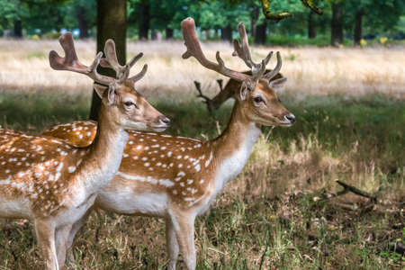 Family herd of spotted deers in a forest in summer