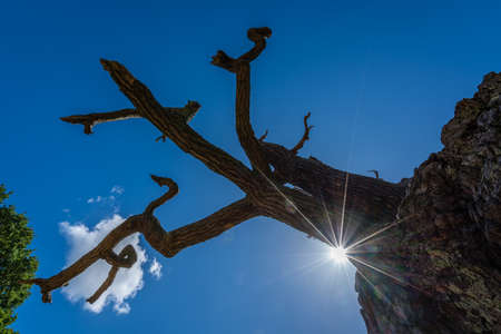 Single dead leafless tree trunks in the park in summer