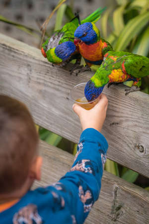 Little boy feeding sweet nectar to Colourful parrot Rainbow called Lorikeets