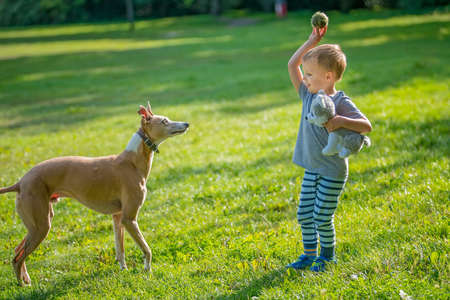 Portrait of a young caucasian boy standing in a park and holding small tennis ball to be thrown for a dog to chaseの写真素材