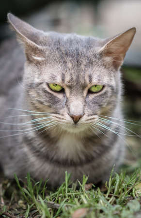 Portrait of a cute furry cat sitting on the grass in the home gardenの写真素材