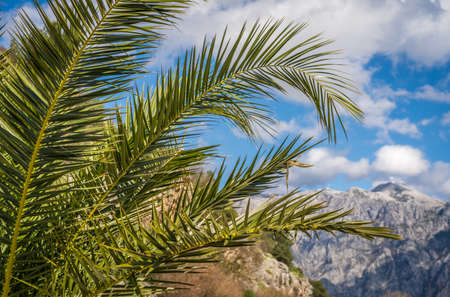 Tropical palm growing in Kotor Bay, summer, Montenegroの写真素材